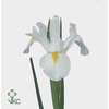 IRIS WHITE MAGIC