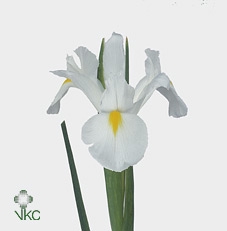 IRIS WHITE MAGIC