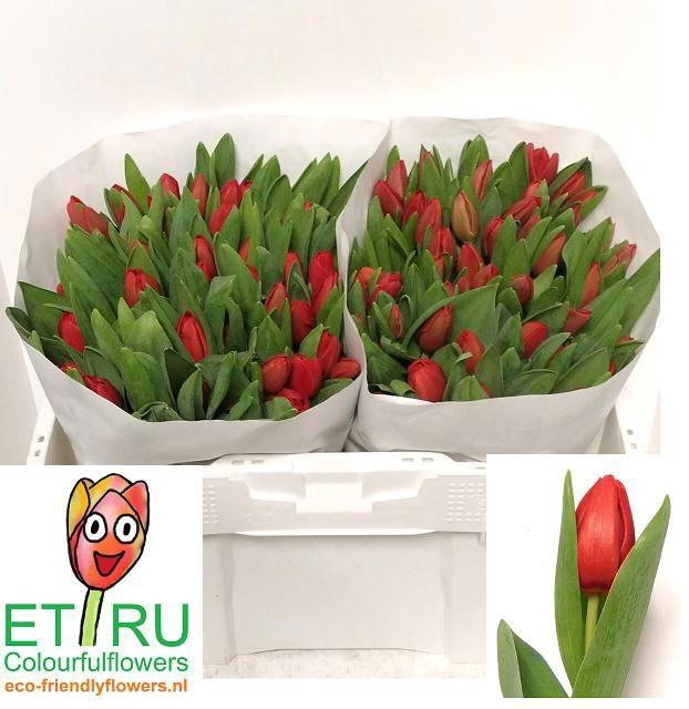 <h4>TU EN ESCAPE</h4>