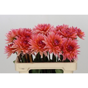 Dahlia Val D'Isere