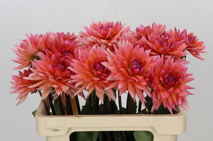 <h4>Dahlia Val D'Isere</h4>