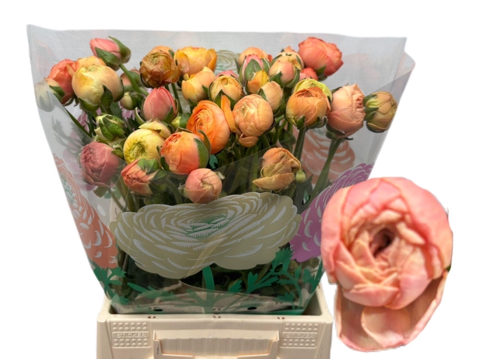 <h4>RAN AAZUR SALMON</h4>