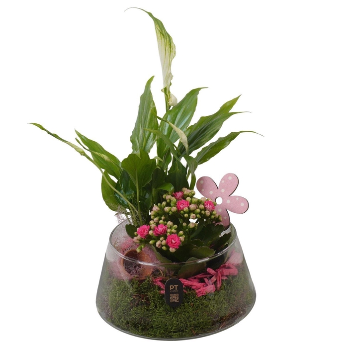 <h4>PTIG2642 ROZE UFO GLAS</h4>