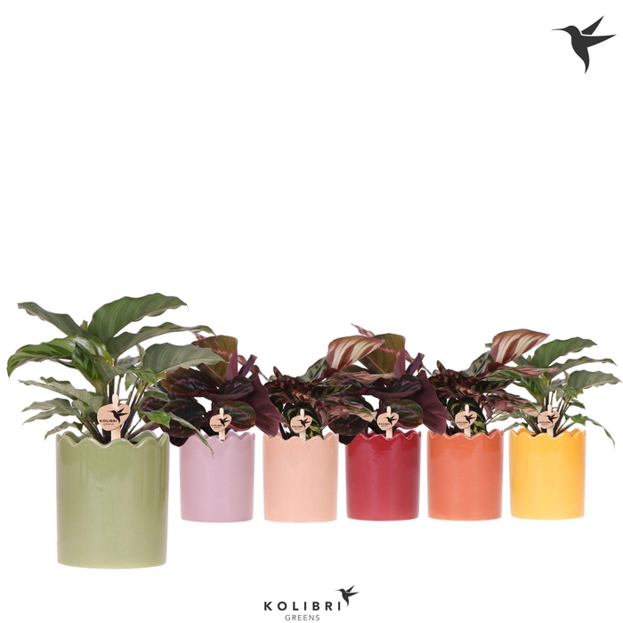 <h4>Kolibri Greens Calathea mix in Curve pot mix</h4>