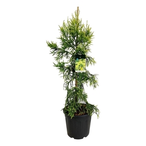 Cryptomeria j. 'Kyara Gold'