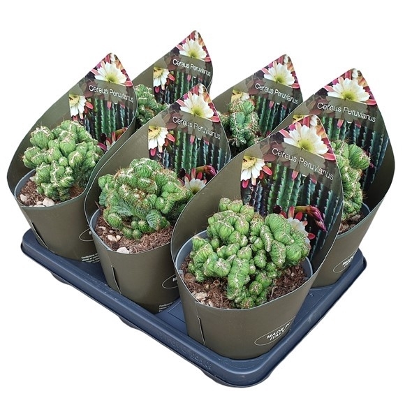 <h4>CEREUS PERUVIANUS CRESTATO - POT Ø 14 WITH POTCOVER (CACTUS)</h4>