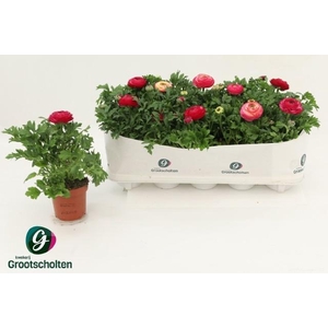 RANUN SPRINK VIO BIC