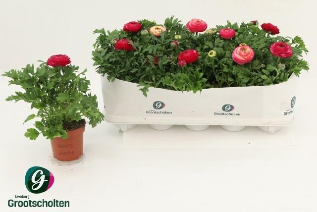 <h4>RANUN SPRINK VIO BIC</h4>