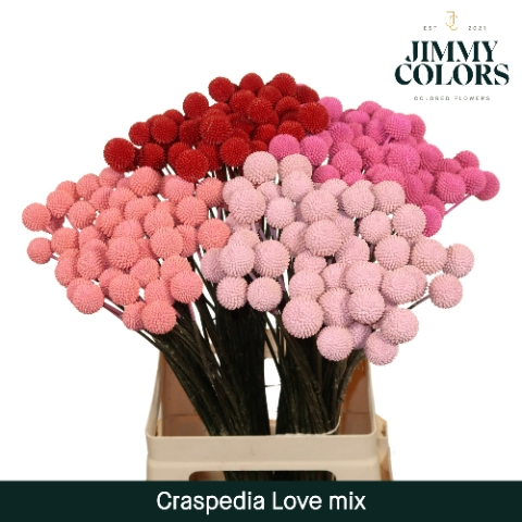 Craspedia L60 Love Mix