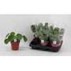 Pilea Sugar