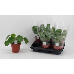Pilea Sugar