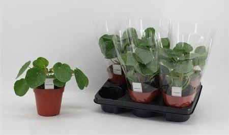 Pilea Sugar