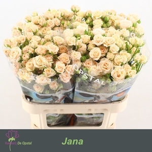 R TR JANA