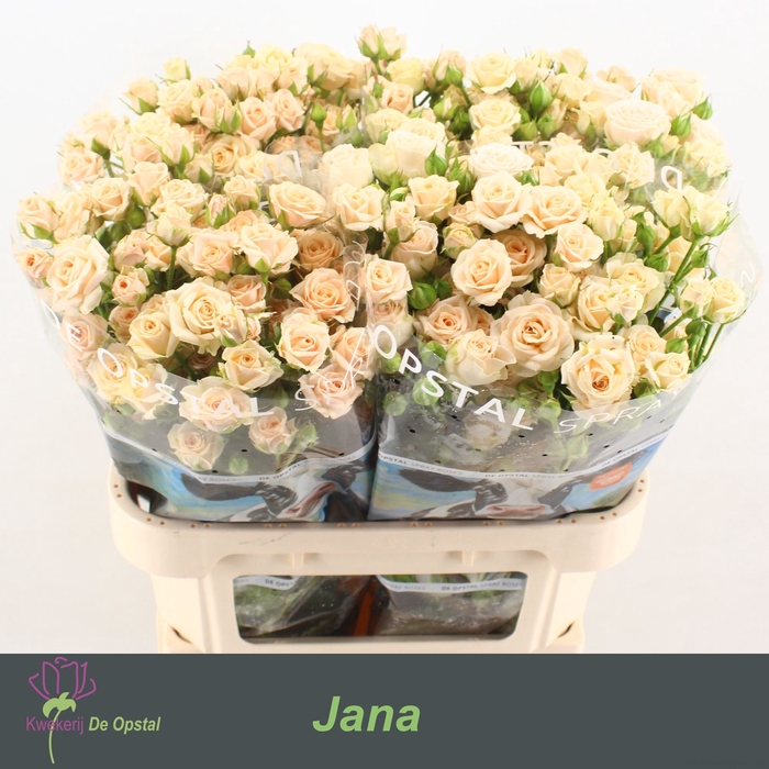 <h4>R TR JANA</h4>