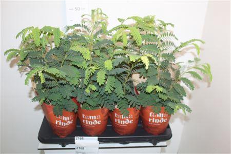 <h4>Tamarindus Indica</h4>