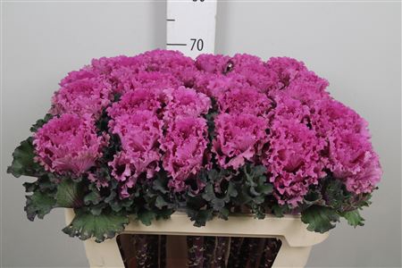 <h4>Brass First Lady</h4>