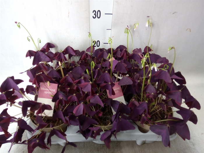 <h4>Oxalis trian. 'Mijke'</h4>