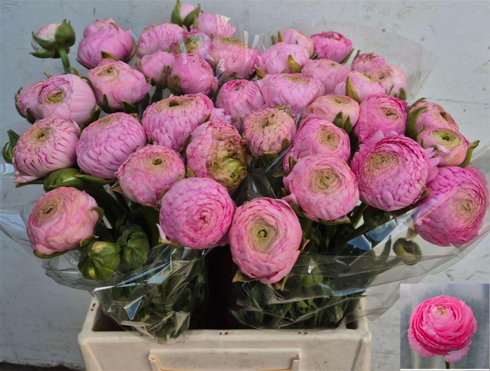 <h4>Ran Aazur Pink N L</h4>