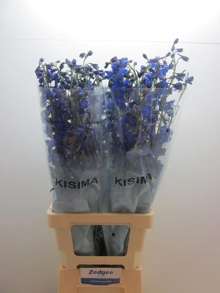 <h4>Delph Sea Waltz Kisima</h4>