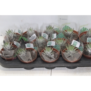 SUCULENTA HAWORTHIA P11 VARIADO