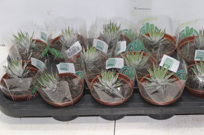 <h4>SUCULENTA HAWORTHIA P11 VARIADO</h4>