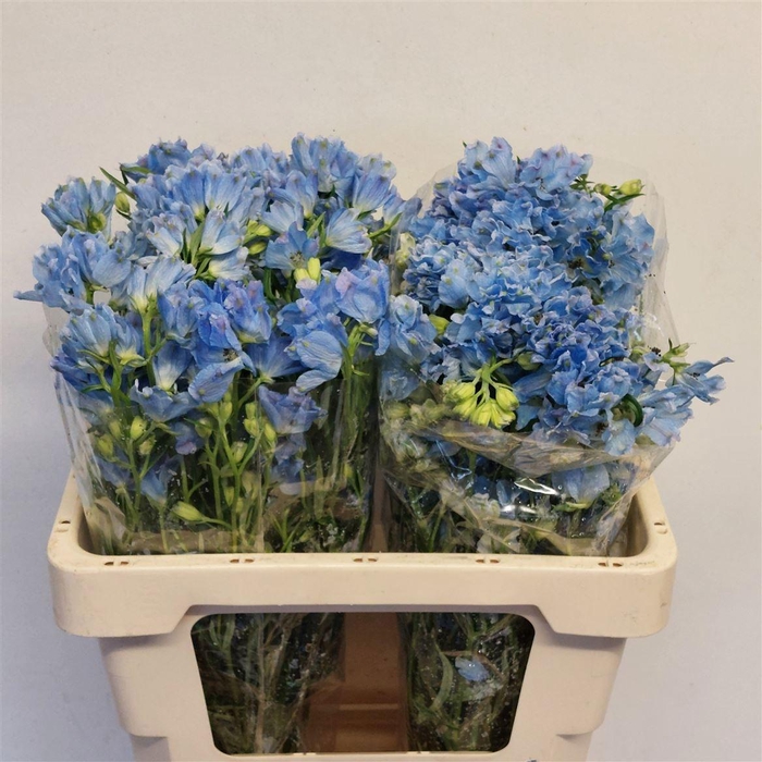 <h4>DELPH EN M PLAT BLUE</h4>