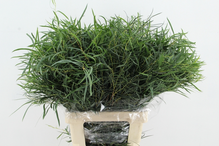 <h4>EUC NICHOLII 300GR</h4>