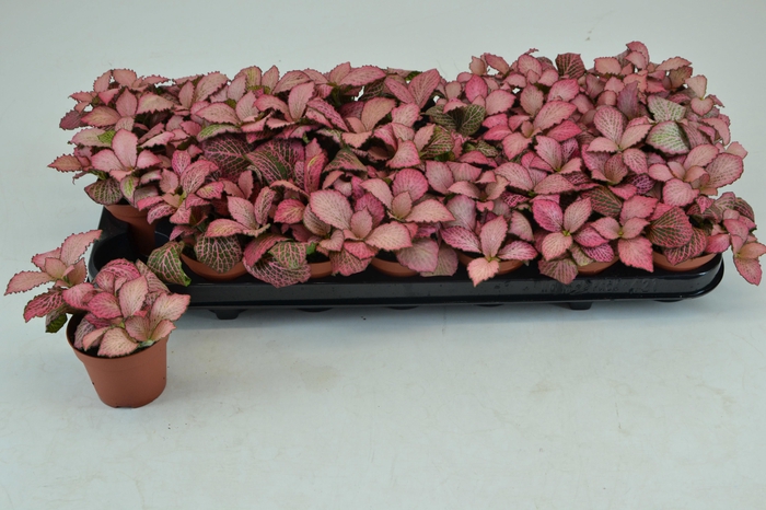 <h4>FITT V PINK ANNE</h4>