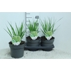 Panicum Virgatum Totem Pole Northwind