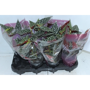 BEGONIA MACULATA SPOTLIGHT GREEN P13