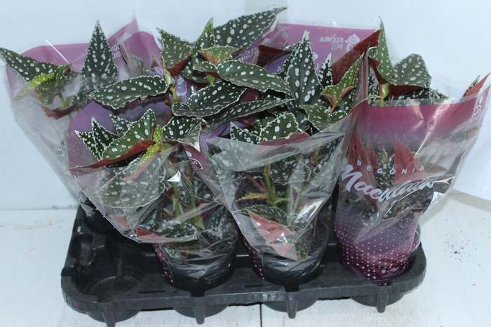 <h4>BEGONIA MACULATA SPOTLIGHT GREEN P13</h4>