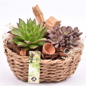 Maisblad gevl. ovaal 24x15cm