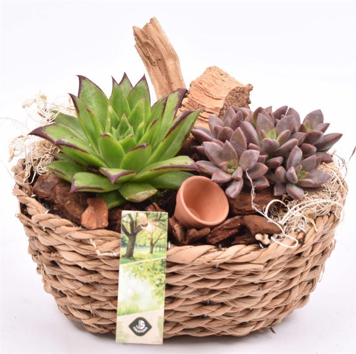 <h4>Maisblad gevl. ovaal 24x15cm</h4>