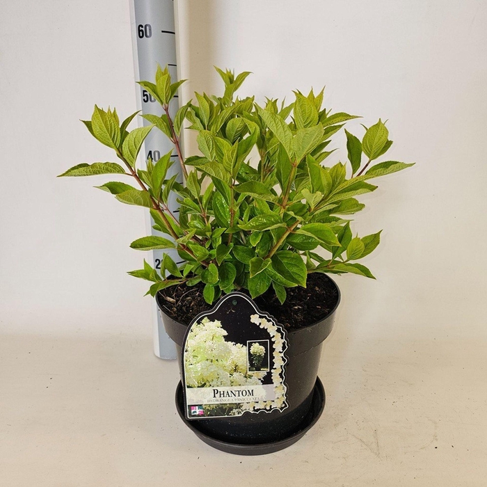 Hydrangea paniculata