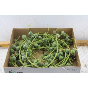 Diplocyclos Palmatus