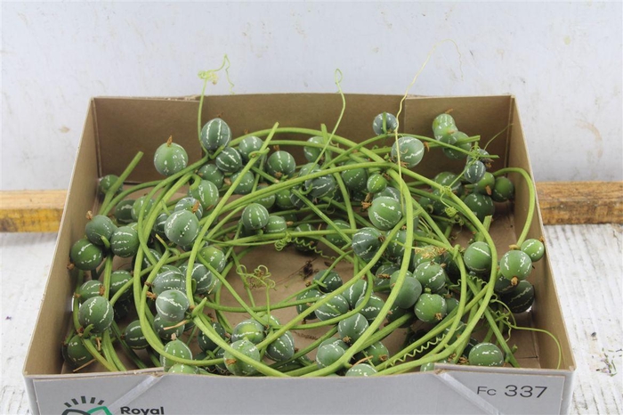 <h4>Diplocyclos Palmatus</h4>