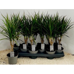 DRA MARGINATA