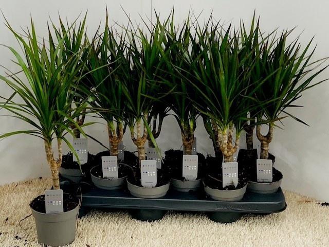 <h4>DRA MARGINATA</h4>