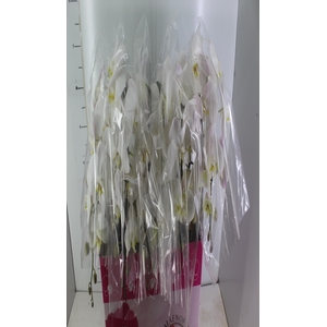 PHALAENOPSIS CASCATA P15 BRANCO 2 HT
