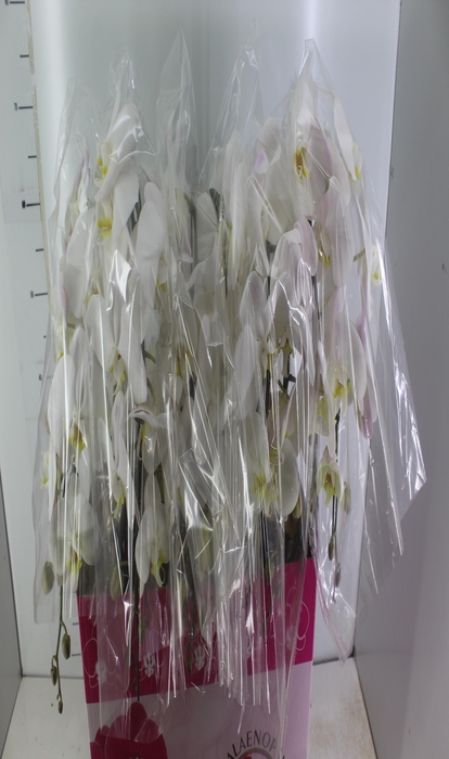 <h4>PHALAENOPSIS CASCATA P15 BRANCO 2 HT</h4>