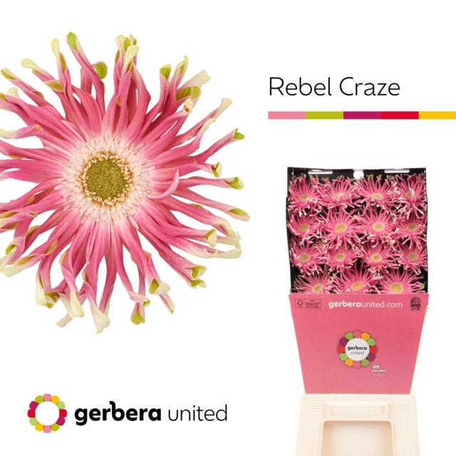 <h4>Gerbera diamond rebel craze</h4>