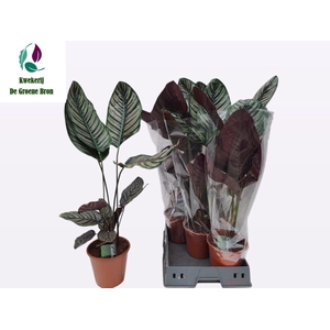 CALAT SANDERIANA