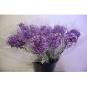 Allium Gladiator