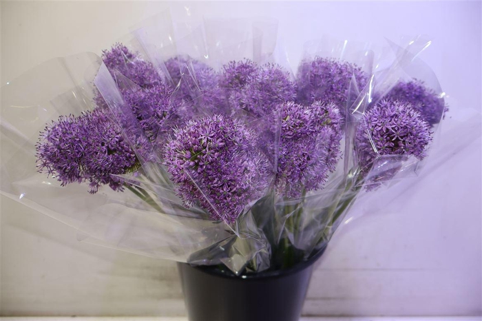 <h4>Allium Gladiator</h4>