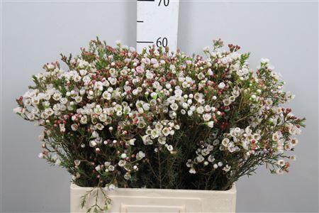 <h4>Chame Moonl Delight</h4>