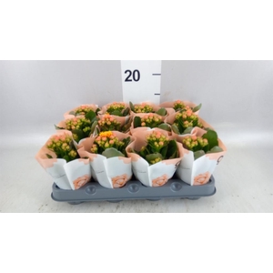KALANCHOE  'ROSEFLOW DYLAN'