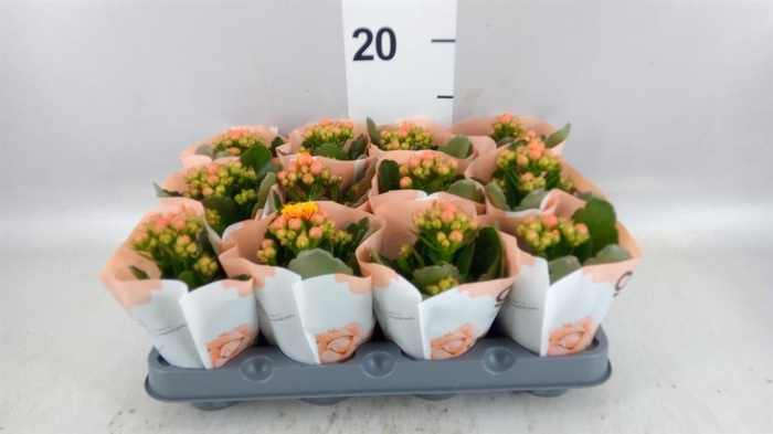 <h4>KALANCHOE  'ROSEFLOW DYLAN'</h4>