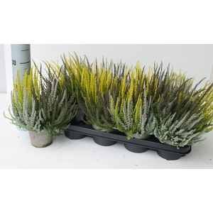 CALLU GG TRIO GI GEM
