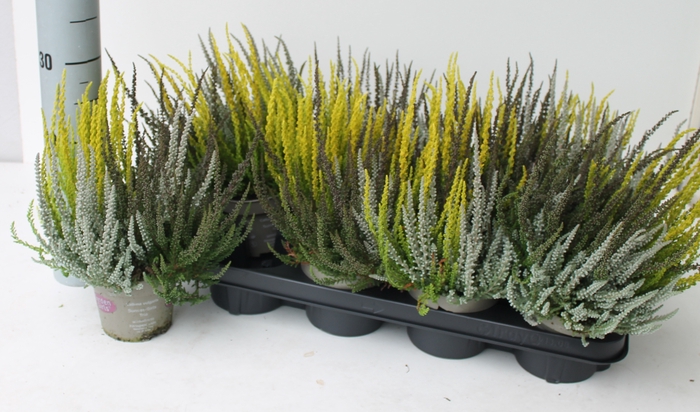 <h4>CALLU GG TRIO GI GEM</h4>