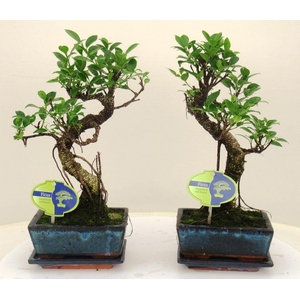 Ficus retusa, 15cm., shape, with drip tray